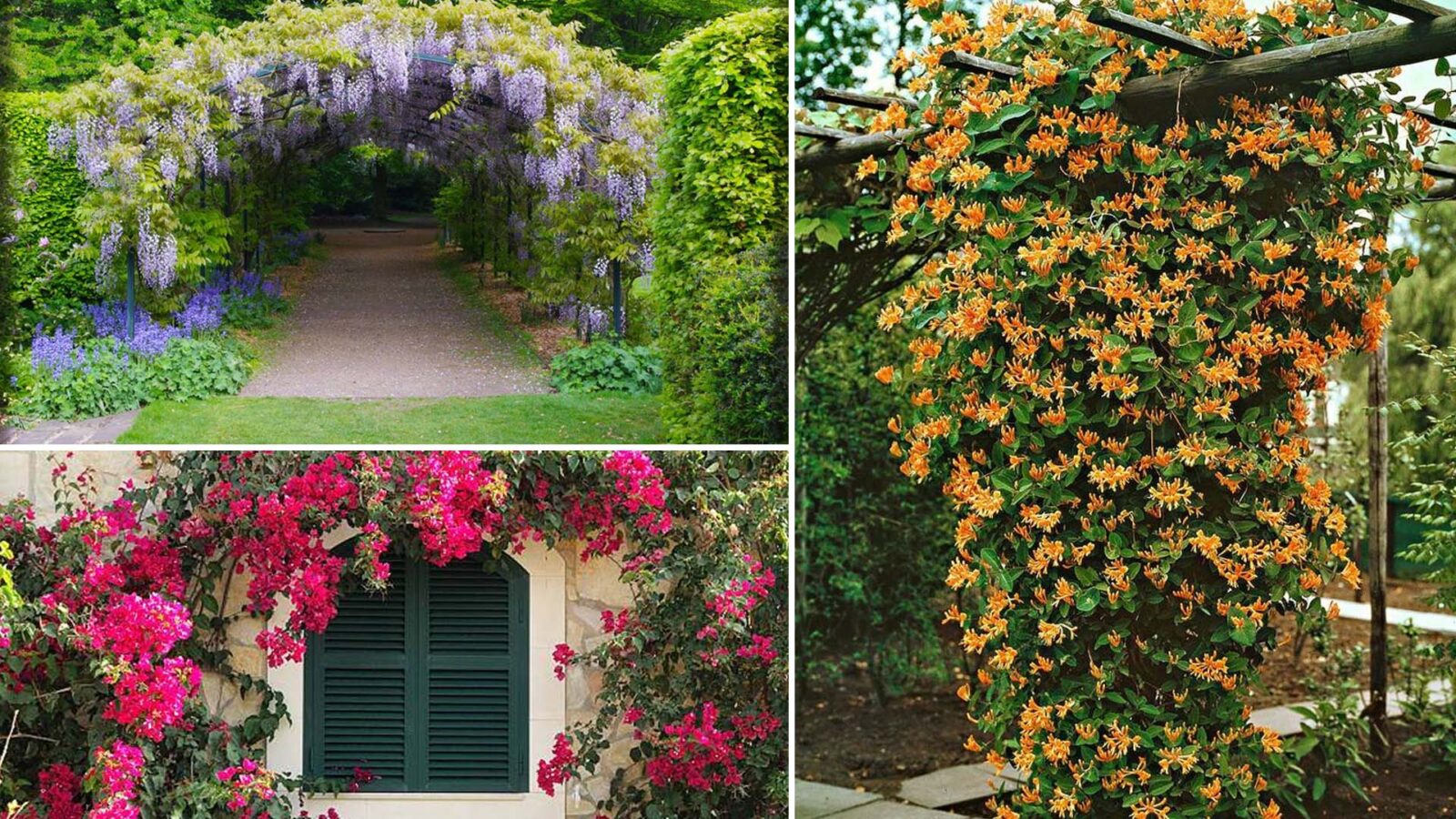 "Ομπρέλες" της φύσης: 23 αναρριχώμενα φυτά που προσφέρουν σκιά και χρώμα στον κήπο