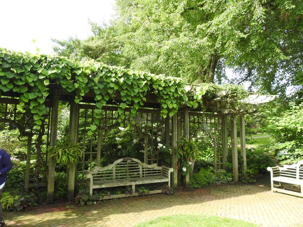 "Ομπρέλες" της φύσης: 23 αναρριχώμενα φυτά που προσφέρουν σκιά και χρώμα στον κήπο 21 "Ομπρέλες" της φύσης: 23 αναρριχώμενα φυτά που προσφέρουν σκιά και χρώμα στον κήπο