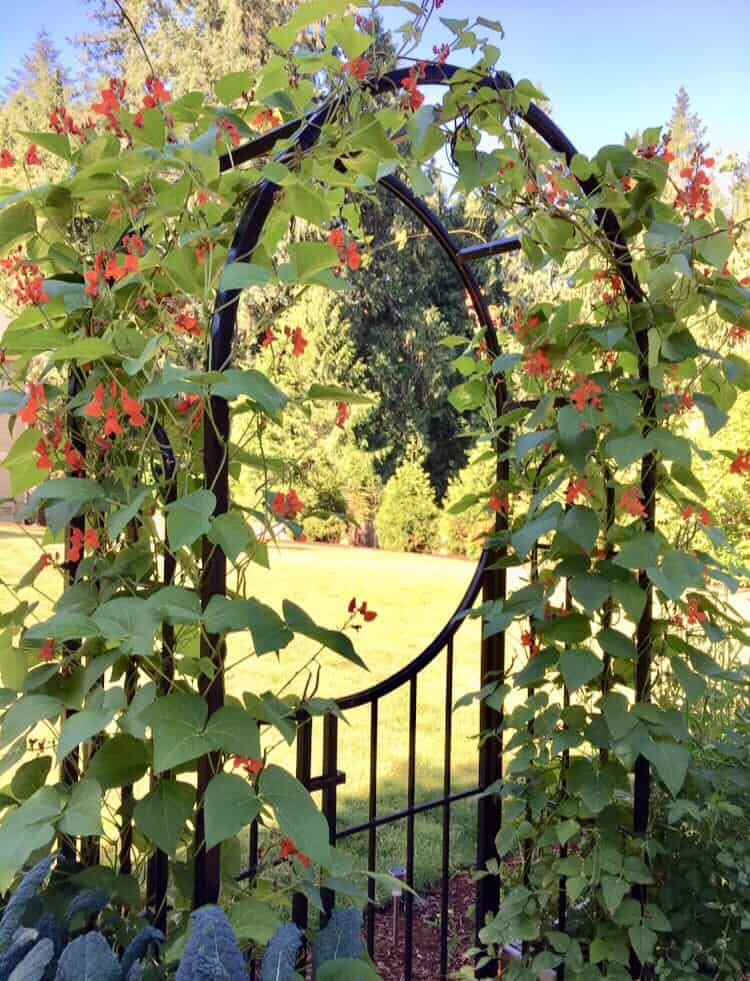 "Ομπρέλες" της φύσης: 23 αναρριχώμενα φυτά που προσφέρουν σκιά και χρώμα στον κήπο 22 "Ομπρέλες" της φύσης: 23 αναρριχώμενα φυτά που προσφέρουν σκιά και χρώμα στον κήπο