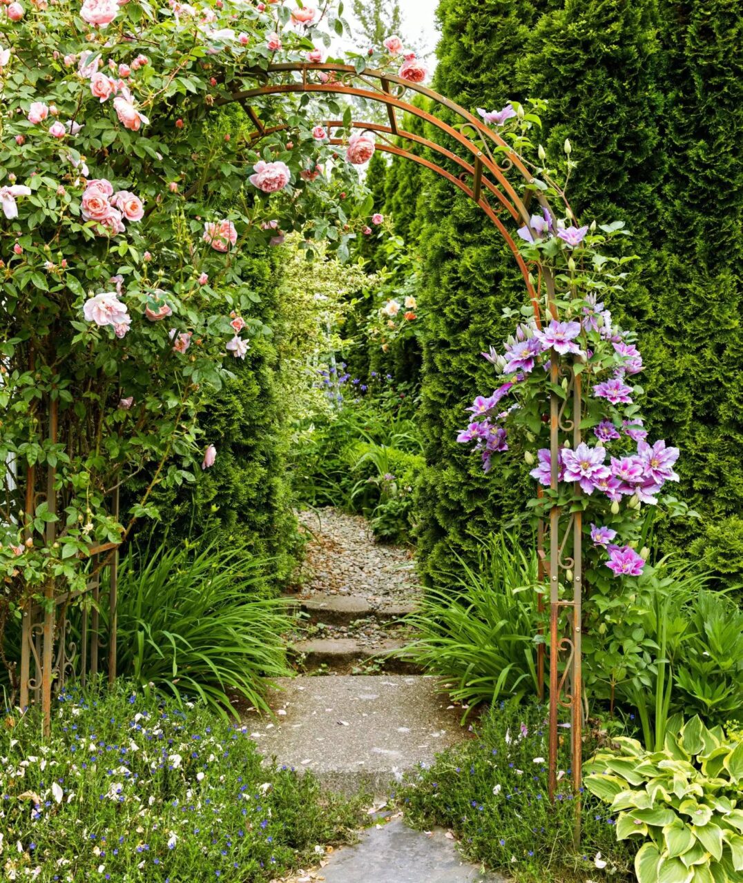 "Ομπρέλες" της φύσης: 23 αναρριχώμενα φυτά που προσφέρουν σκιά και χρώμα στον κήπο 5 "Ομπρέλες" της φύσης: 23 αναρριχώμενα φυτά που προσφέρουν σκιά και χρώμα στον κήπο