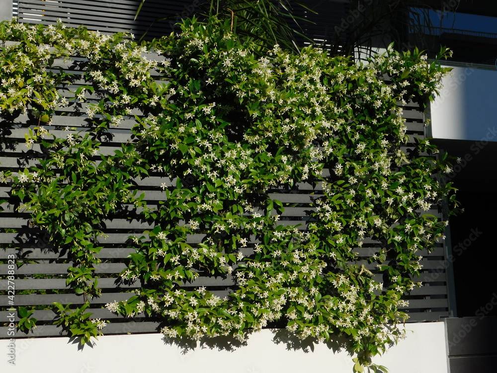 "Ομπρέλες" της φύσης: 23 αναρριχώμενα φυτά που προσφέρουν σκιά και χρώμα στον κήπο 6 "Ομπρέλες" της φύσης: 23 αναρριχώμενα φυτά που προσφέρουν σκιά και χρώμα στον κήπο