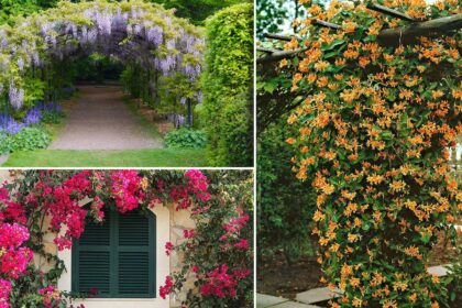 "Ομπρέλες" της φύσης: 23 αναρριχώμενα φυτά που προσφέρουν σκιά και χρώμα στον κήπο