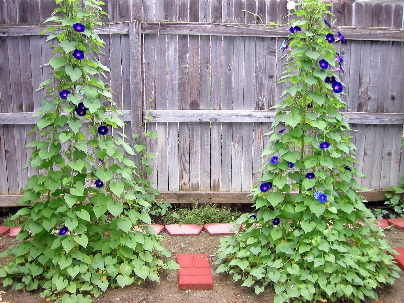 "Ομπρέλες" της φύσης: 23 αναρριχώμενα φυτά που προσφέρουν σκιά και χρώμα στον κήπο 7 "Ομπρέλες" της φύσης: 23 αναρριχώμενα φυτά που προσφέρουν σκιά και χρώμα στον κήπο