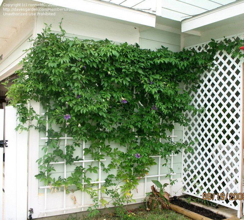 "Ομπρέλες" της φύσης: 23 αναρριχώμενα φυτά που προσφέρουν σκιά και χρώμα στον κήπο 8 "Ομπρέλες" της φύσης: 23 αναρριχώμενα φυτά που προσφέρουν σκιά και χρώμα στον κήπο