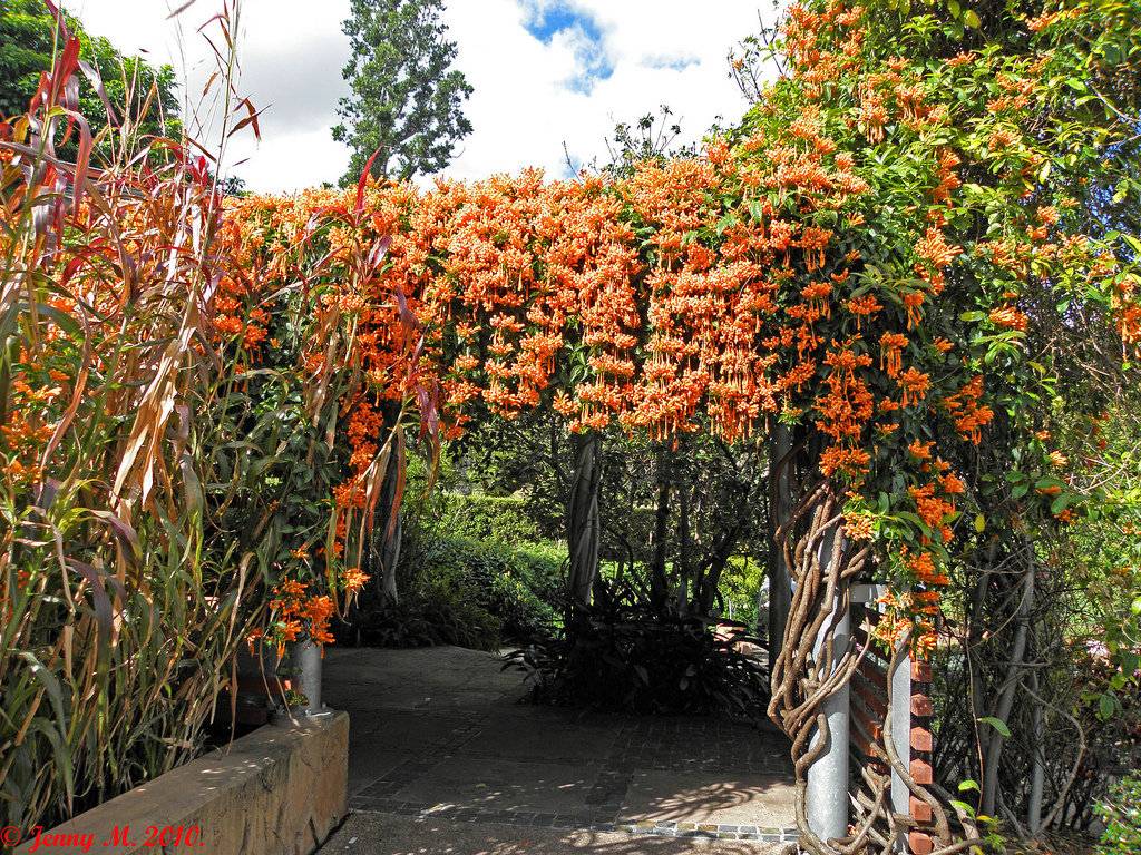 "Ομπρέλες" της φύσης: 23 αναρριχώμενα φυτά που προσφέρουν σκιά και χρώμα στον κήπο 9 "Ομπρέλες" της φύσης: 23 αναρριχώμενα φυτά που προσφέρουν σκιά και χρώμα στον κήπο