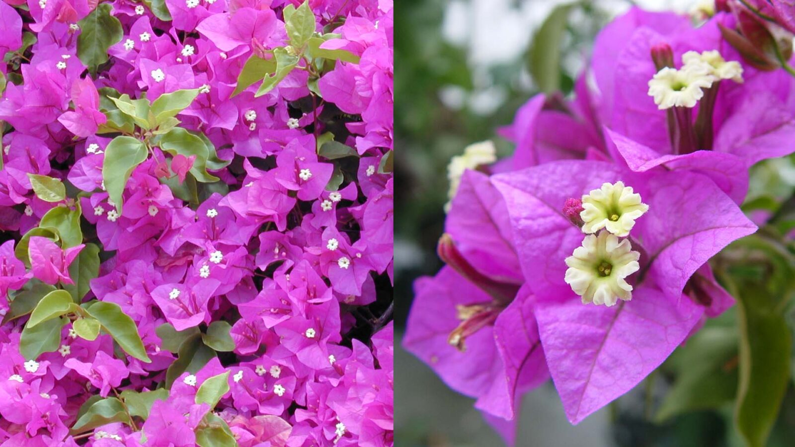 Ξέχνα τη βουκαμβίλια: Το αναρριχώμενο φυτό που είναι ιδανικό για κήπο και μπαλκόνι