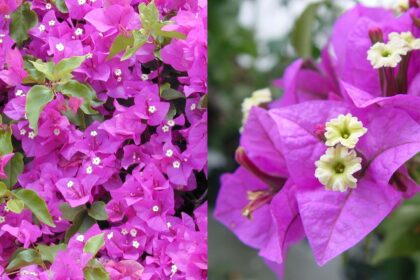 Ξέχνα τη βουκαμβίλια: Το αναρριχώμενο φυτό που είναι ιδανικό για κήπο και μπαλκόνι