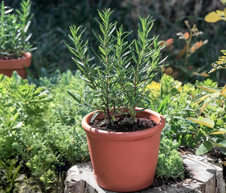 Καλωσόρισε τον Μάη φυτεύοντας αυτά τα 9 καλύτερα βότανα στον κήπο, στην αυλή και στο μπαλκόνι 4 Καλωσόρισε τον Μάη φυτεύοντας αυτά τα 9 καλύτερα βότανα στον κήπο, στην αυλή και στο μπαλκόνι