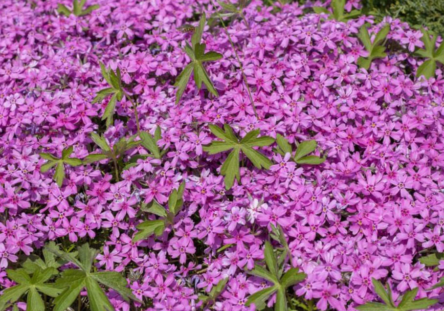 Φίδια στην αυλή: Ποια φυτά τα προσελκύουν σαν μαγνήτης 3 Φίδια στην αυλή: Ποια φυτά τα προσελκύουν σαν μαγνήτης