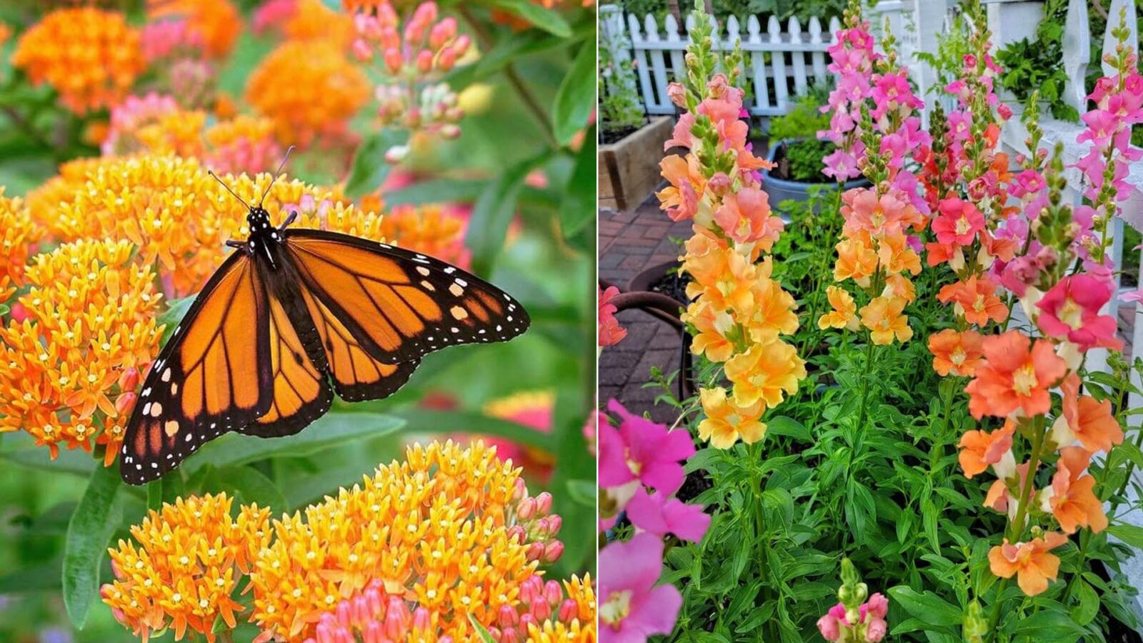 Το μυστικό για έναν ζωντανό κήπο: 29 φυτά που προσελκύουν πεταλούδες