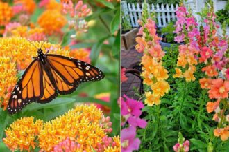 Το μυστικό για έναν ζωντανό κήπο: 29 φυτά που προσελκύουν πεταλούδες