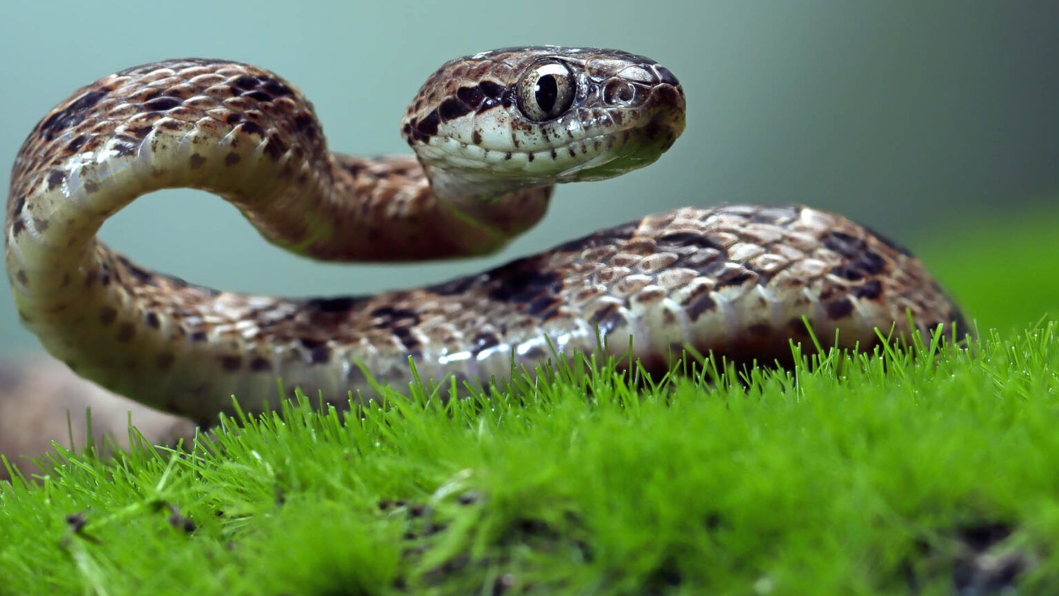 Φίδια στην αυλή: Ποια φυτά τα προσελκύουν σαν μαγνήτης