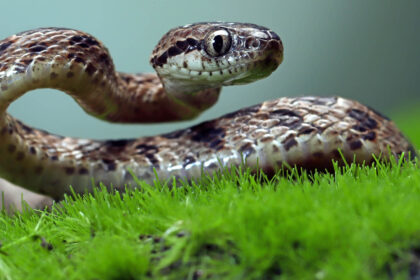 Φίδια στην αυλή: Ποια φυτά τα προσελκύουν σαν μαγνήτης