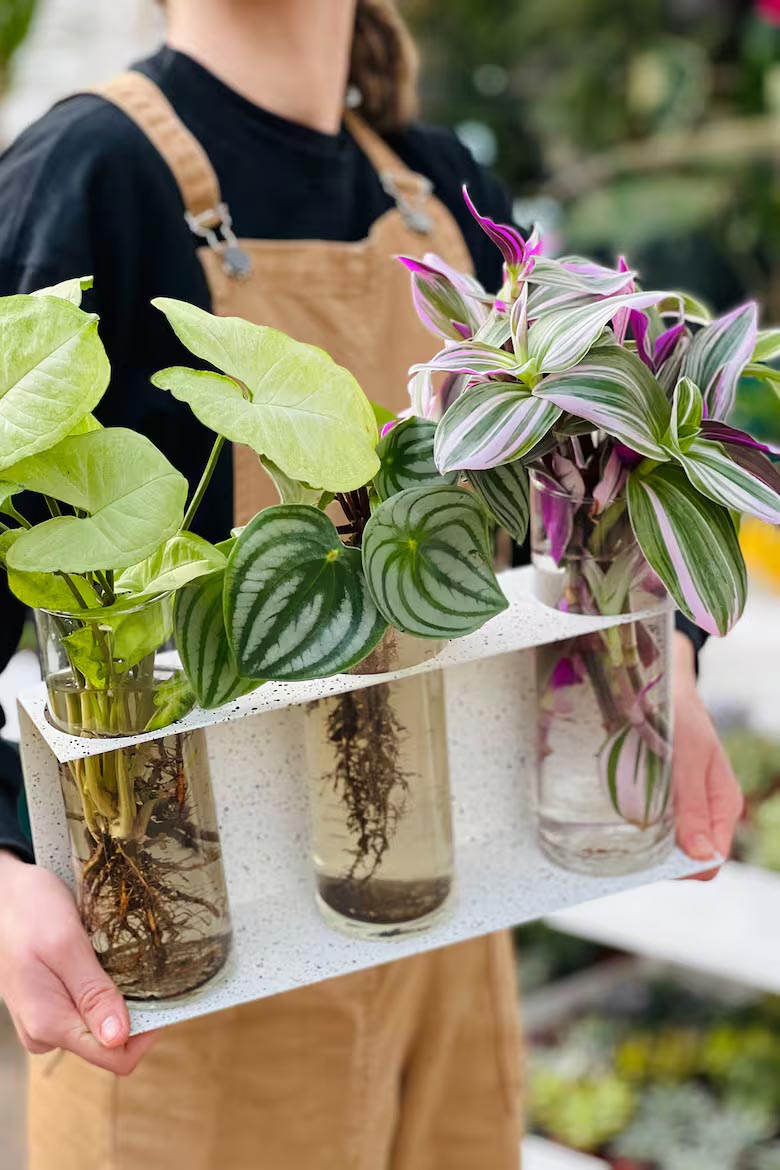 4 φυτά εσωτερικού χώρου που ζουν μόνο σε νερό: Πώς να κάνεις το σπίτι σου καταπράσινο χωρίς χώμα 2 φυτά σε νερό