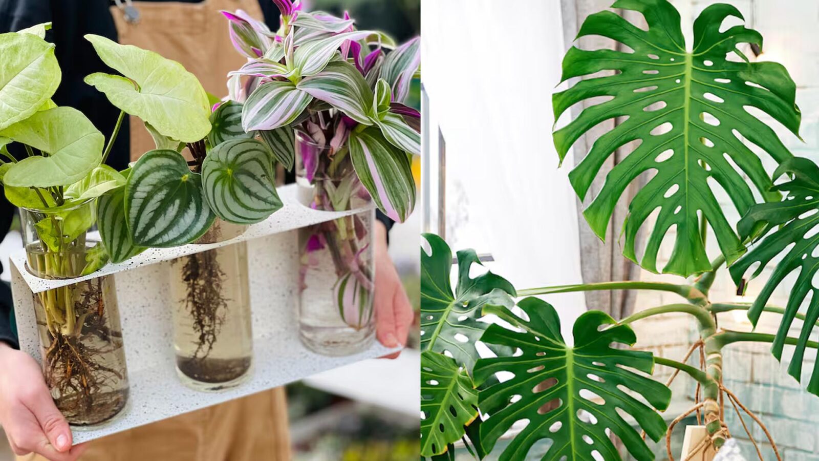 4 φυτά εσωτερικού χώρου που ζουν μόνο σε νερό: Πώς να κάνεις το σπίτι σου καταπράσινο χωρίς χώμα