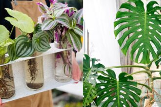 4 φυτά εσωτερικού χώρου που ζουν μόνο σε νερό: Πώς να κάνεις το σπίτι σου καταπράσινο χωρίς χώμα