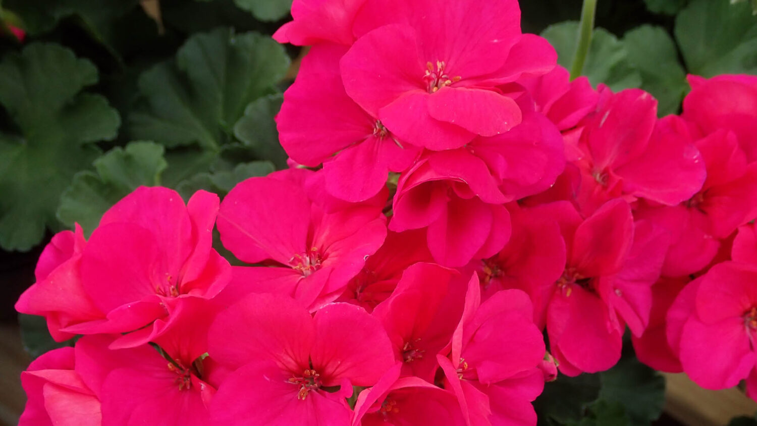 Ξέχνα τα γεράνια: Αυτό το φυτό θα ανθίζει όλο το καλοκαίρι αδιάκοπα