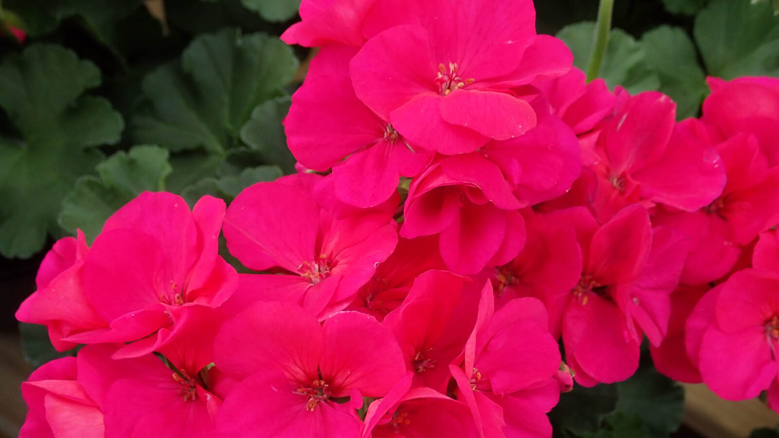 Ξέχνα τα γεράνια: Αυτό το φυτό θα ανθίζει όλο το καλοκαίρι αδιάκοπα