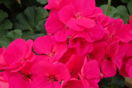 Ξέχνα τα γεράνια: Αυτό το φυτό θα ανθίζει όλο το καλοκαίρι αδιάκοπα