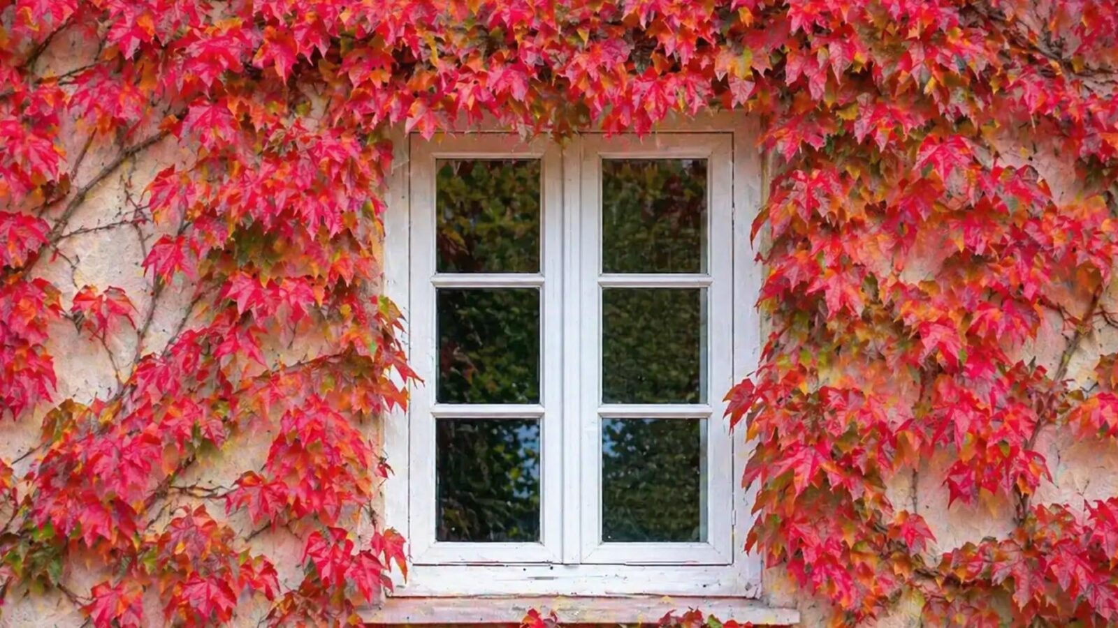 Το φυτό που δροσίζει το σπίτι και μπορεί να ρίξει ακόμα και 15 βαθμούς Κελσίου: ποιο είναι και γιατί λειτουργεί