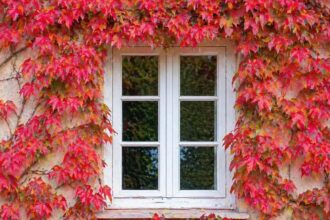 Το φυτό που δροσίζει το σπίτι και μπορεί να ρίξει ακόμα και 15 βαθμούς Κελσίου: ποιο είναι και γιατί λειτουργεί