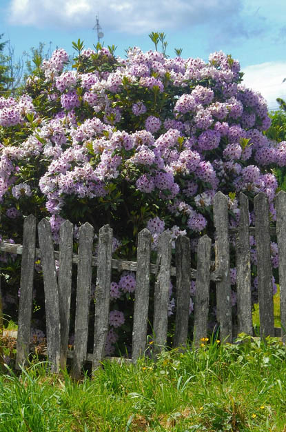 Φίδια στην αυλή: Ποια φυτά τα προσελκύουν σαν μαγνήτης 6 Φίδια στην αυλή: Ποια φυτά τα προσελκύουν σαν μαγνήτης
