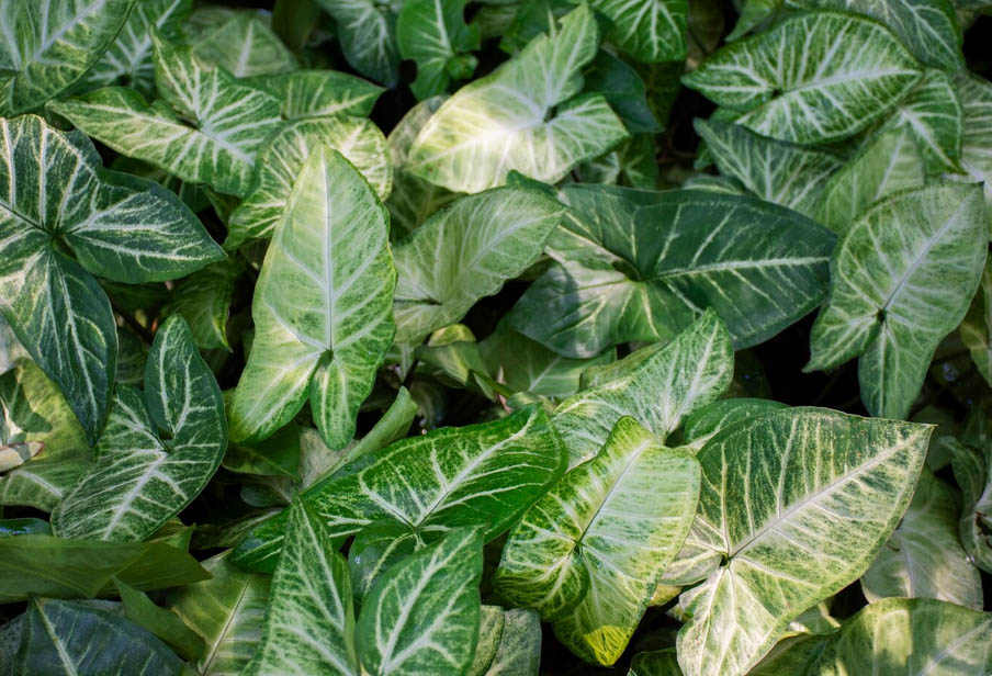 Φίδια στην αυλή: Ποια φυτά τα προσελκύουν σαν μαγνήτης 4 Φίδια στην αυλή: Ποια φυτά τα προσελκύουν σαν μαγνήτης