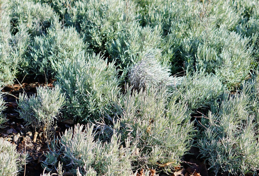 Φίδια στην αυλή: Ποια φυτά τα προσελκύουν σαν μαγνήτης 5 Φίδια στην αυλή: Ποια φυτά τα προσελκύουν σαν μαγνήτης