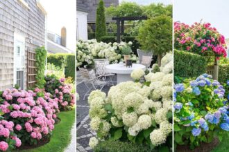 41 ονειρεμένοι κήποι με ορτανσίες για να μεταμορφώσεις τον εξωτερικό σου χώρο