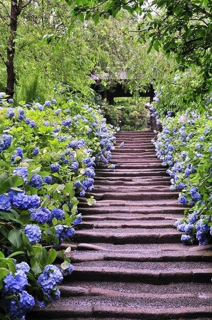 41 ονειρεμένοι κήποι με ορτανσίες για να μεταμορφώσεις τον εξωτερικό σου χώρο 25 41 ονειρεμένοι κήποι με ορτανσίες για να μεταμορφώσεις τον εξωτερικό σου χώρο