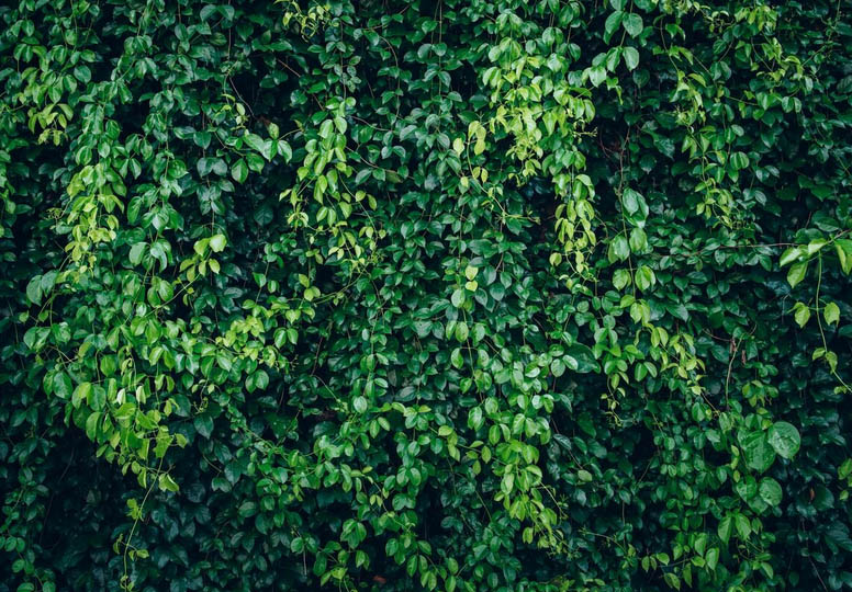 Φίδια στην αυλή: Ποια φυτά τα προσελκύουν σαν μαγνήτης 7 Φίδια στην αυλή: Ποια φυτά τα προσελκύουν σαν μαγνήτης