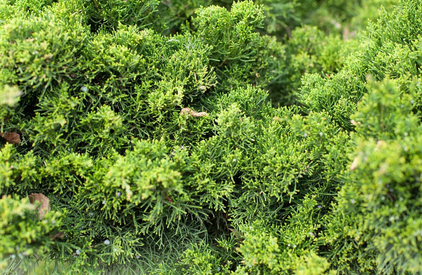 Φίδια στην αυλή: Ποια φυτά τα προσελκύουν σαν μαγνήτης 2 Φίδια στην αυλή: Ποια φυτά τα προσελκύουν σαν μαγνήτης