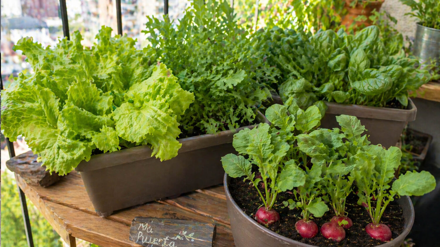 4 λαχανικά που χωράνε σε μικρό μπαλκόνι και μεγαλώνουν χωρίς κόπο