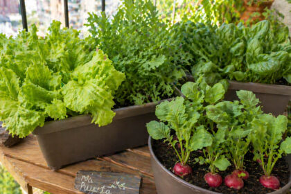 4 λαχανικά που χωράνε σε μικρό μπαλκόνι και μεγαλώνουν χωρίς κόπο