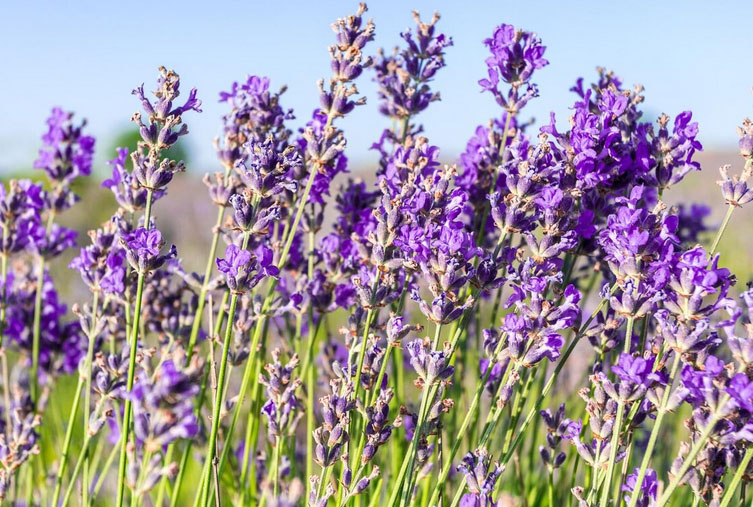 Καλωσόρισε τον Μάη φυτεύοντας αυτά τα 9 καλύτερα βότανα στον κήπο, στην αυλή και στο μπαλκόνι 3 Κήπος με βότανα - Λεβάντα