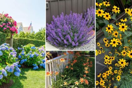 Τα φυτεύεις μια φορά και ανθίζουν για χρόνια: 10 φυτά που μεγαλώνουν μόνα τους ξανά και ξανά