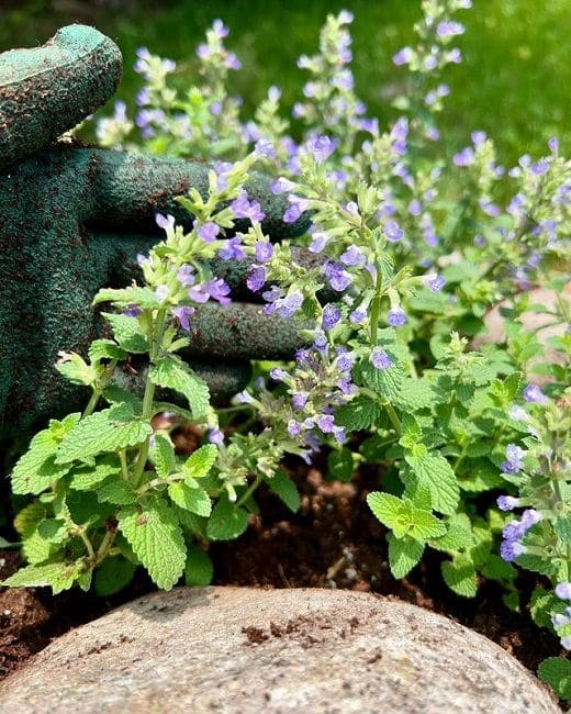 Το μυστικό για έναν ζωντανό κήπο: 29 φυτά που προσελκύουν πεταλούδες 16 Το μυστικό για έναν ζωντανό κήπο: 29 φυτά που προσελκύουν πεταλούδες