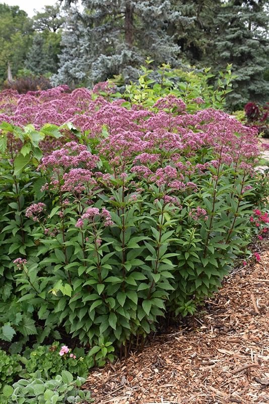 Το μυστικό για έναν ζωντανό κήπο: 29 φυτά που προσελκύουν πεταλούδες 17 Το μυστικό για έναν ζωντανό κήπο: 29 φυτά που προσελκύουν πεταλούδες