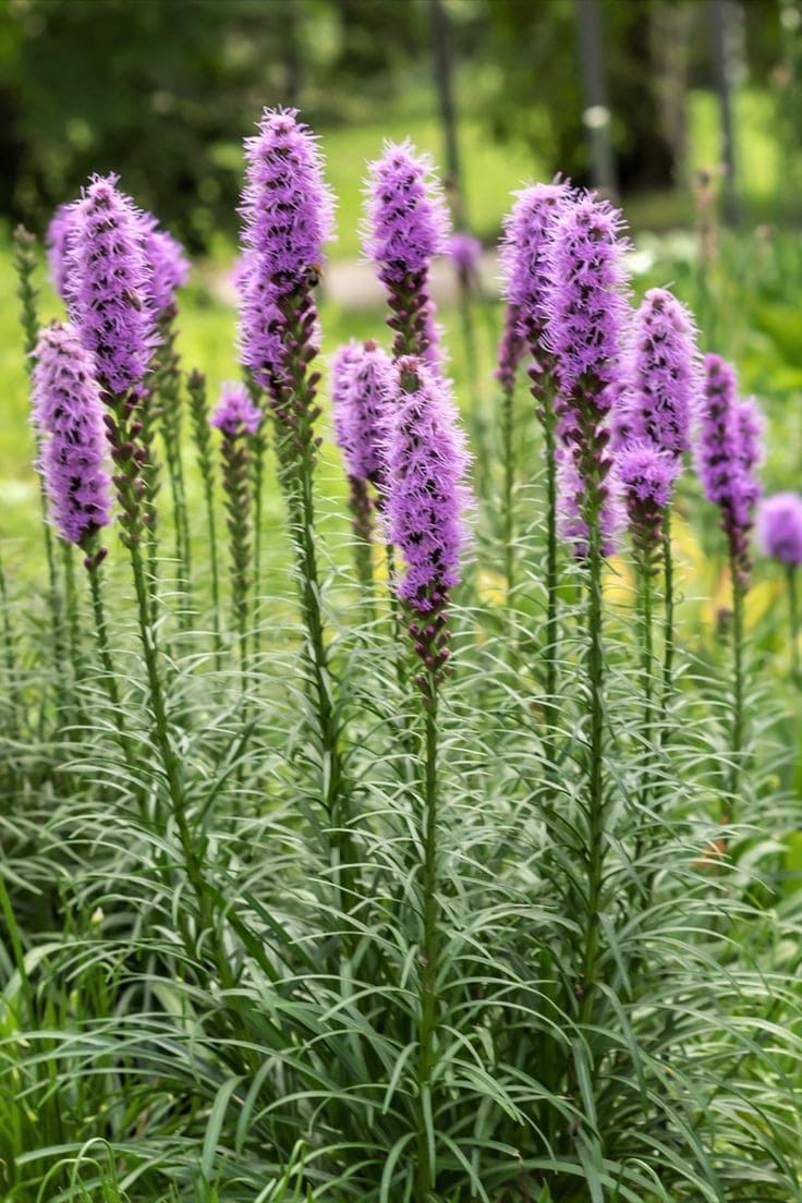 Το μυστικό για έναν ζωντανό κήπο: 29 φυτά που προσελκύουν πεταλούδες 18 Το μυστικό για έναν ζωντανό κήπο: 29 φυτά που προσελκύουν πεταλούδες