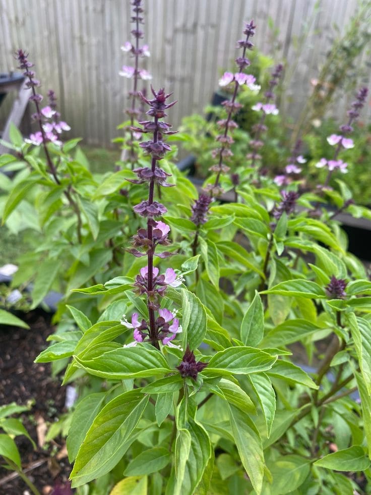 Το μυστικό για έναν ζωντανό κήπο: 29 φυτά που προσελκύουν πεταλούδες 24 Το μυστικό για έναν ζωντανό κήπο: 29 φυτά που προσελκύουν πεταλούδες