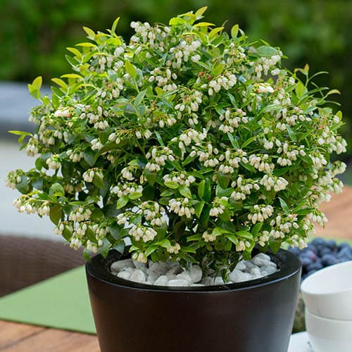 Το μυστικό για έναν ζωντανό κήπο: 29 φυτά που προσελκύουν πεταλούδες 25 Το μυστικό για έναν ζωντανό κήπο: 29 φυτά που προσελκύουν πεταλούδες