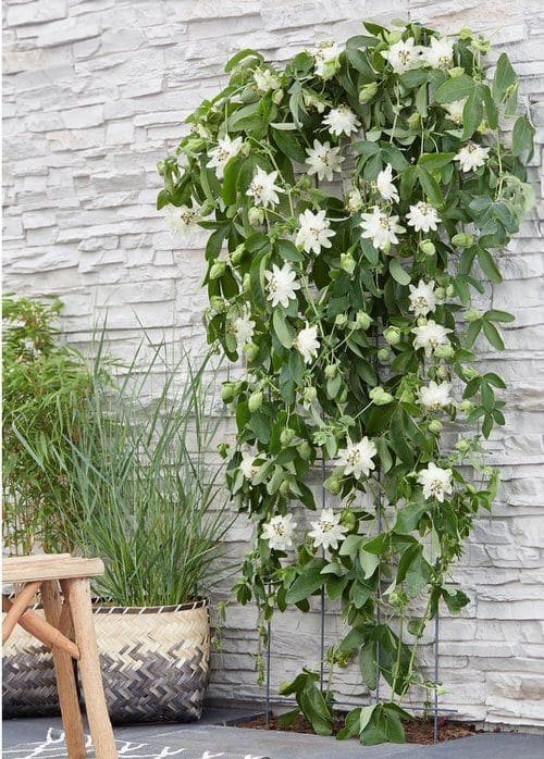 Το μυστικό για έναν ζωντανό κήπο: 29 φυτά που προσελκύουν πεταλούδες 27 Το μυστικό για έναν ζωντανό κήπο: 29 φυτά που προσελκύουν πεταλούδες