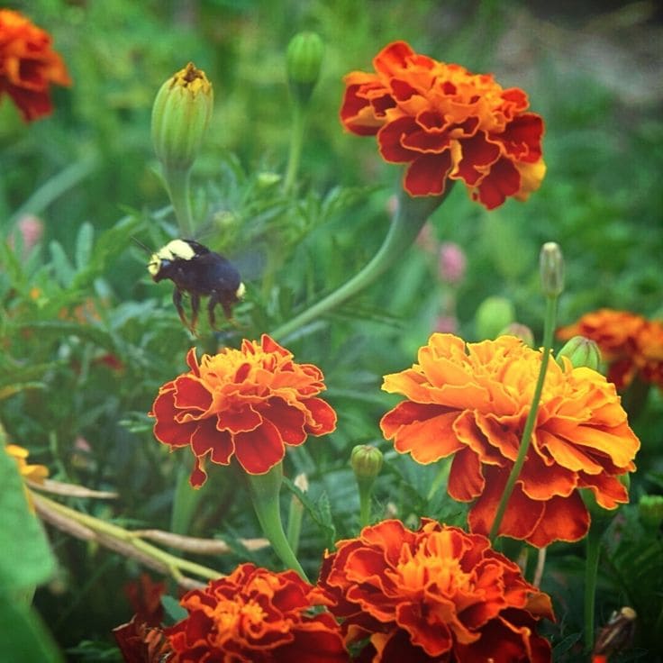 Το μυστικό για έναν ζωντανό κήπο: 29 φυτά που προσελκύουν πεταλούδες 28 Το μυστικό για έναν ζωντανό κήπο: 29 φυτά που προσελκύουν πεταλούδες