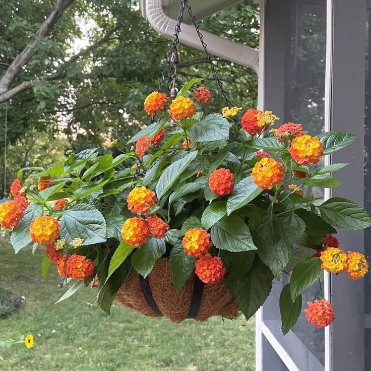 Το μυστικό για έναν ζωντανό κήπο: 29 φυτά που προσελκύουν πεταλούδες 9 Το μυστικό για έναν ζωντανό κήπο: 29 φυτά που προσελκύουν πεταλούδες