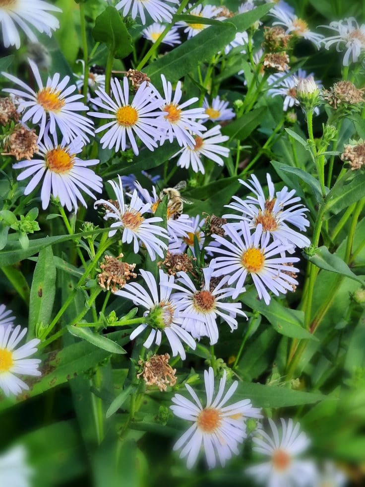 Το μυστικό για έναν ζωντανό κήπο: 29 φυτά που προσελκύουν πεταλούδες 10 Το μυστικό για έναν ζωντανό κήπο: 29 φυτά που προσελκύουν πεταλούδες