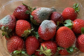 Γιατί μουχλιάζουν τόσο γρήγορα οι φράουλες; Το λάθος που κάνεις και τις χαλάει πριν προλάβεις να τις φας