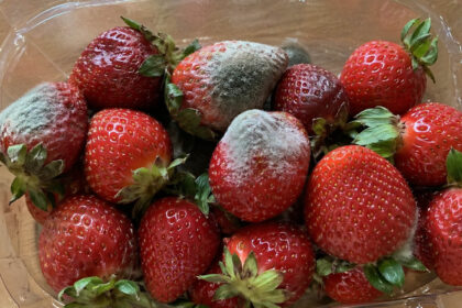 Γιατί μουχλιάζουν τόσο γρήγορα οι φράουλες; Το λάθος που κάνεις και τις χαλάει πριν προλάβεις να τις φας