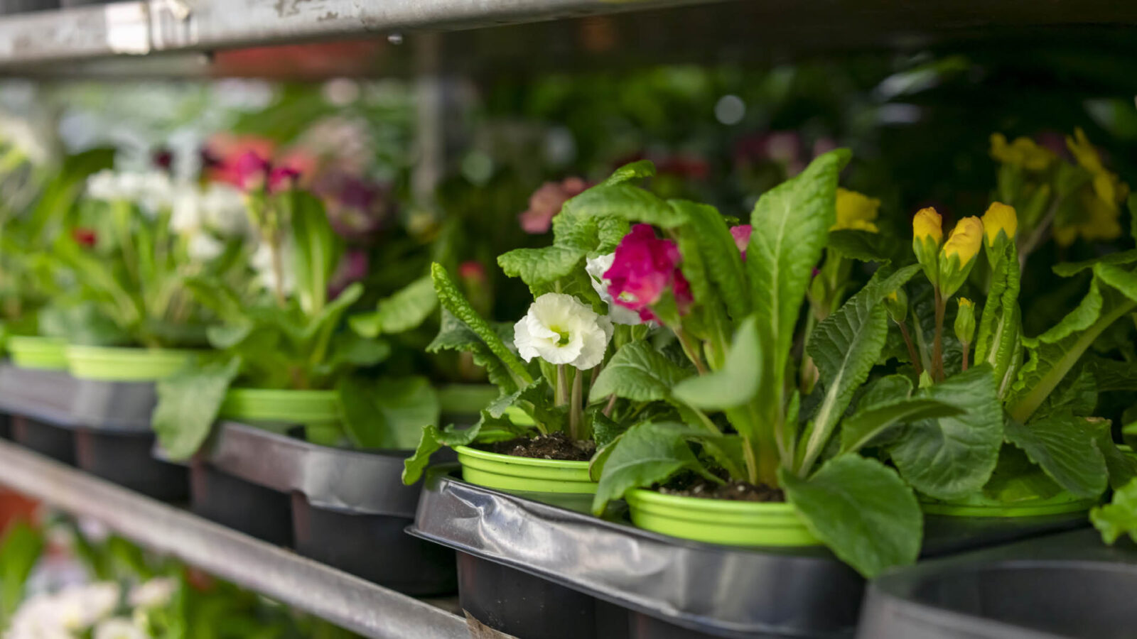 Τα καλύτερα online φυτώρια στην Ελλάδα: Πού να αγοράσεις φυτά με ένα click