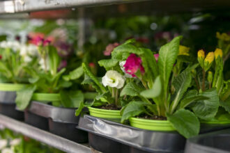 Τα καλύτερα online φυτώρια στην Ελλάδα: Πού να αγοράσεις φυτά με ένα click