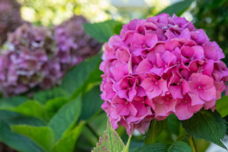 Ορτανσίες: Το απλό πράγμα που πρέπει να κάνεις τον Απρίλιο για να γεμίσουν λουλούδια